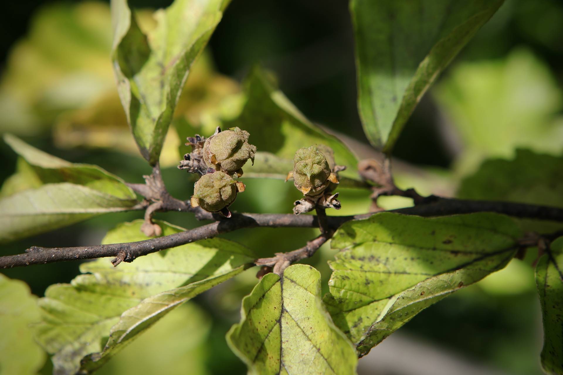 Photo of Asiatic Witch-Hazel